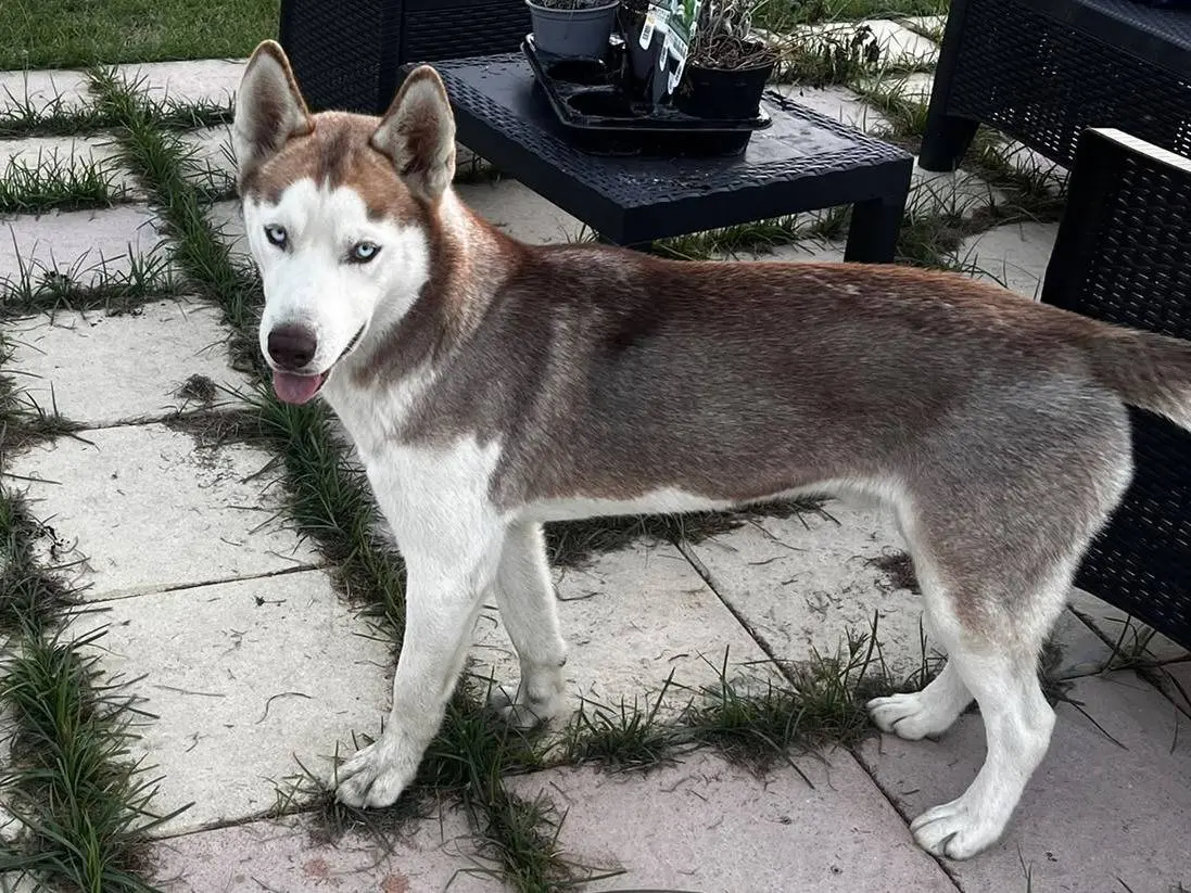Adotta un cane, maschio, 6 mesi, Firenze