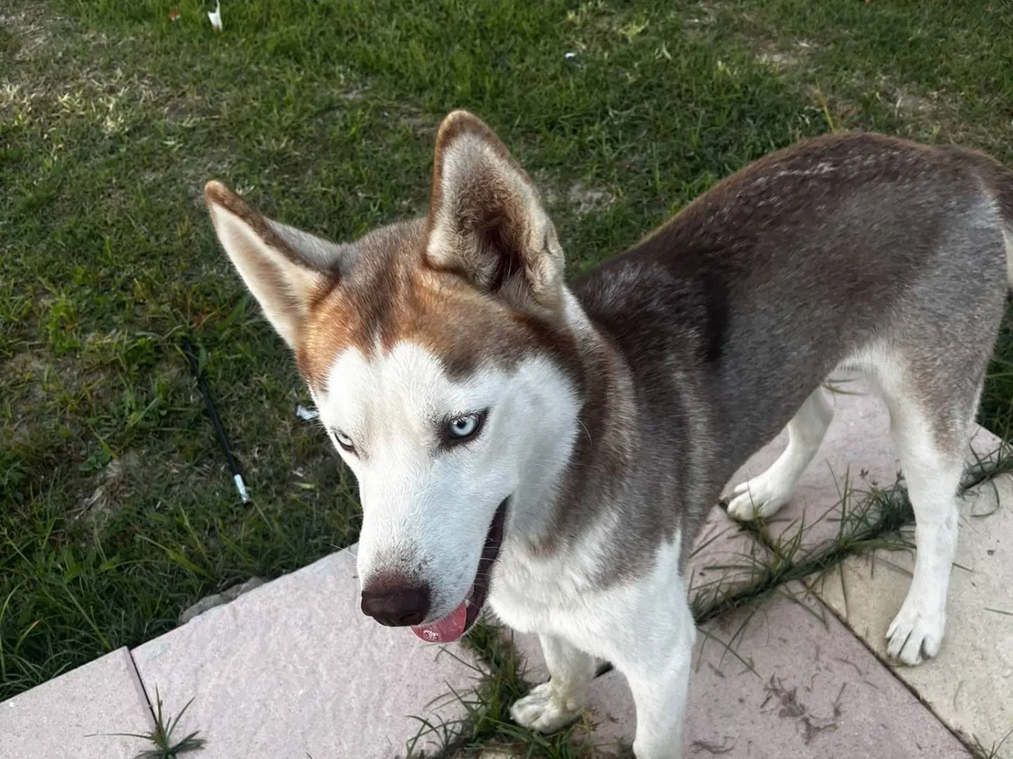 Adotta un cane, taglia media, maschio, Firenze