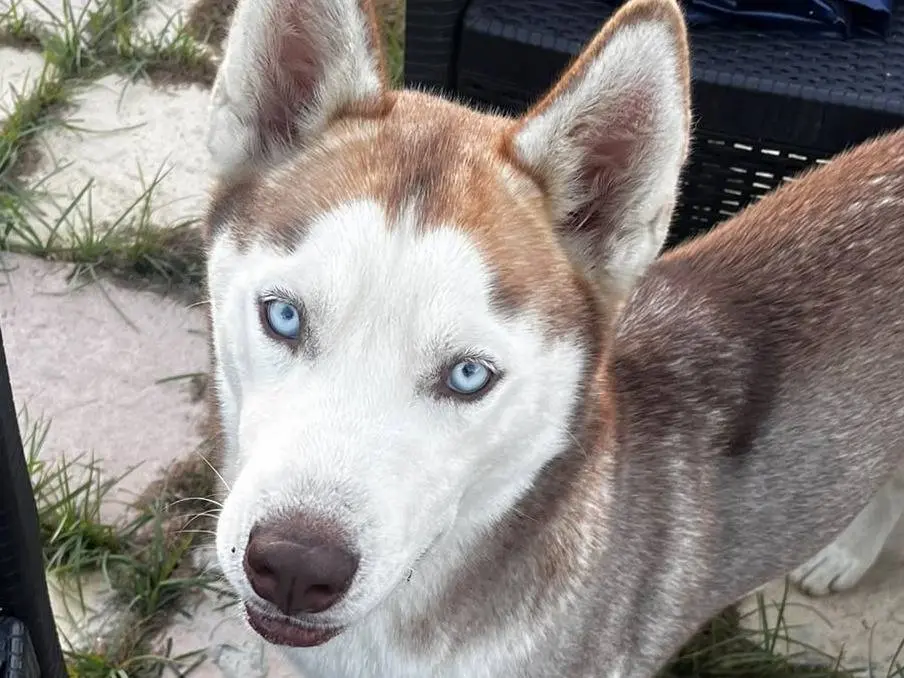 Vuoi adottare un cane a Firenze?
