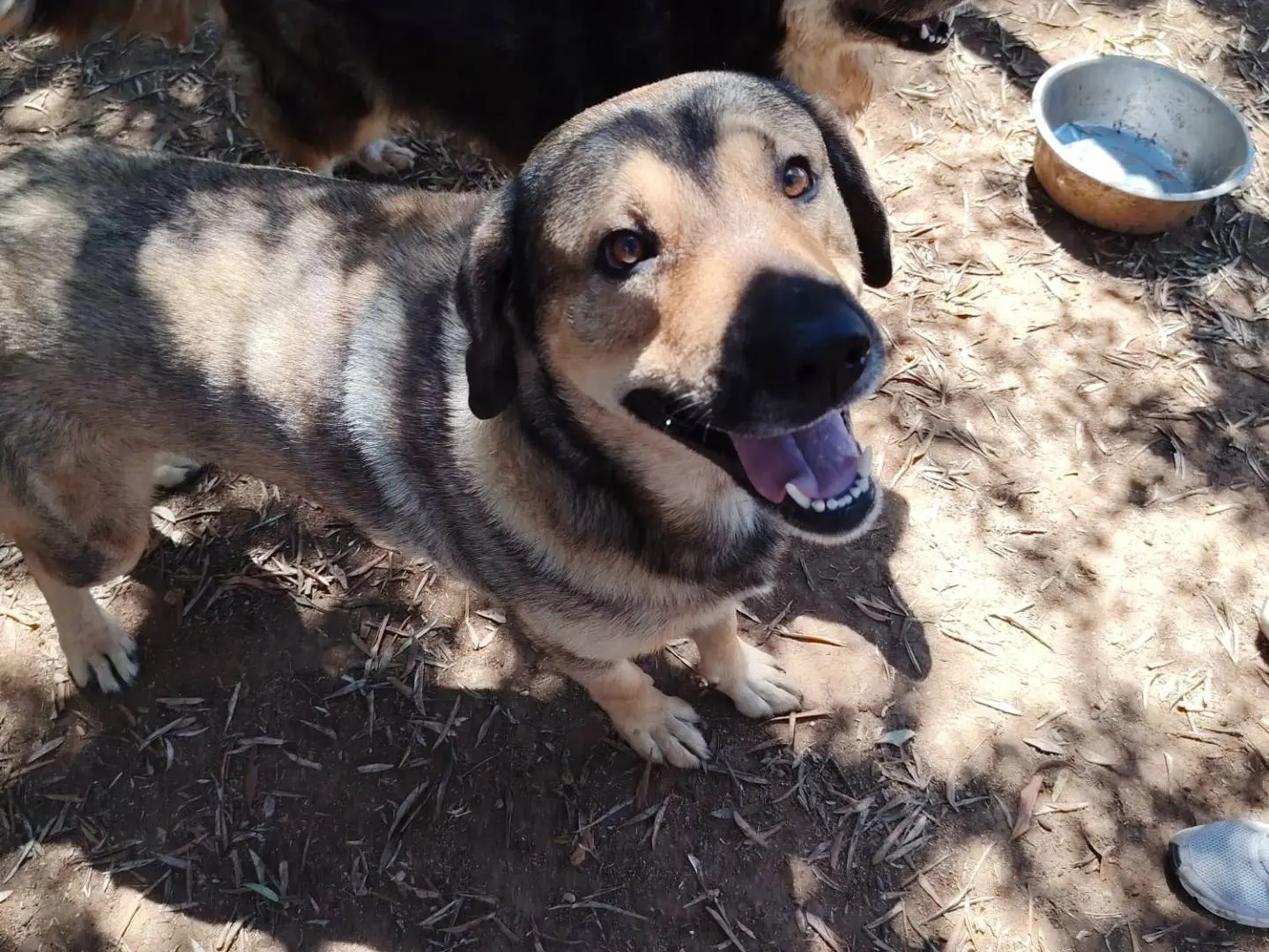 Adotta un cane, taglia media, maschio, Roma