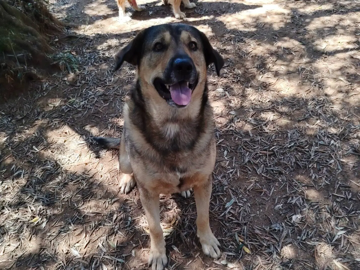 Adotta un cane, maschio, 5 anni e 6 mesi, Roma