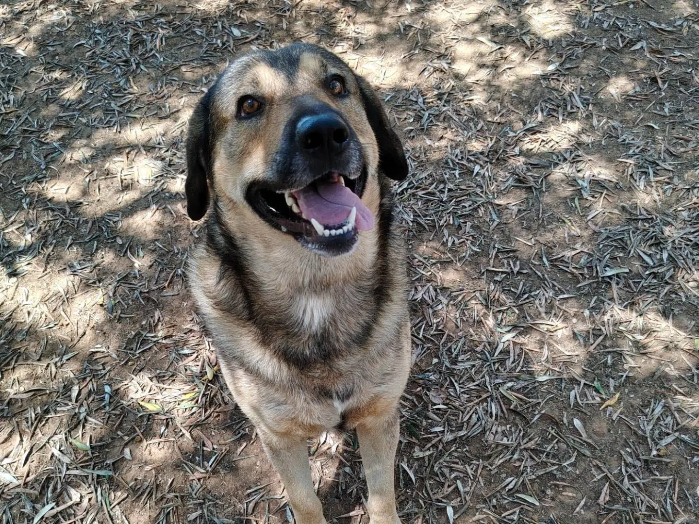 Adozione cane, maschio, Razza sconosciuta Razza sconosciuta, 5 anni e 6 mesi, taglia media, Roma
