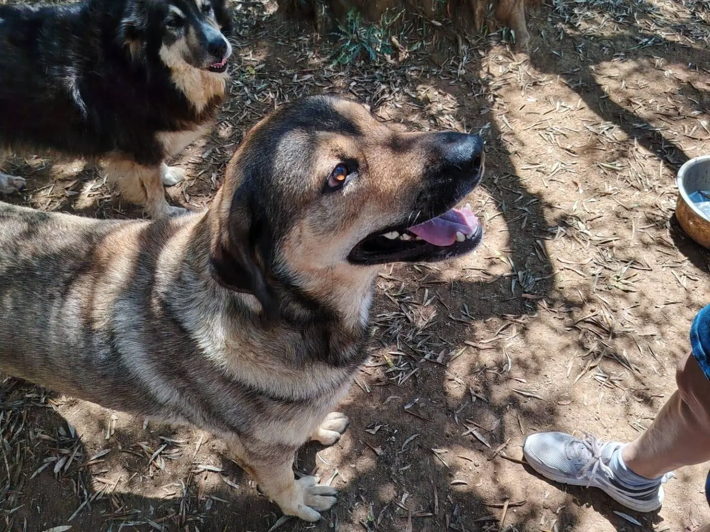 Vuoi adottare un cane a Roma?