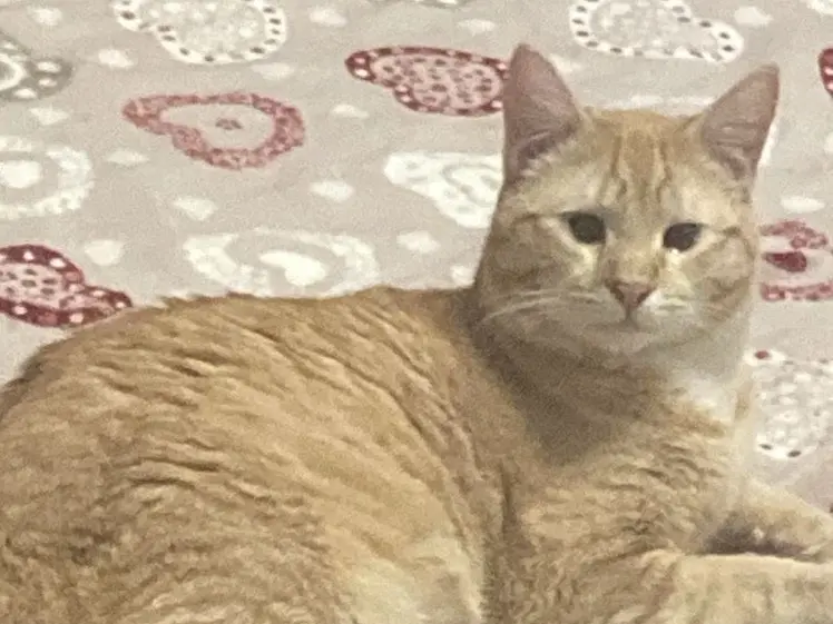 Adozione gatto, maschio, Razza sconosciuta Razza sconosciuta, 1 anno e 6 mesi, taglia non valida, Torino