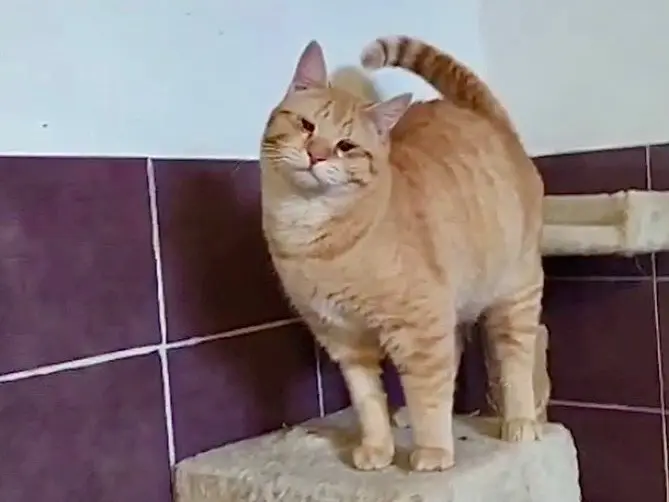 Adotta un gatto, maschio, 1 anno e 6 mesi, Torino