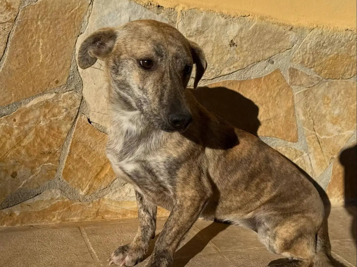 Adotta un cane, taglia media contenuta, femmina, Matera