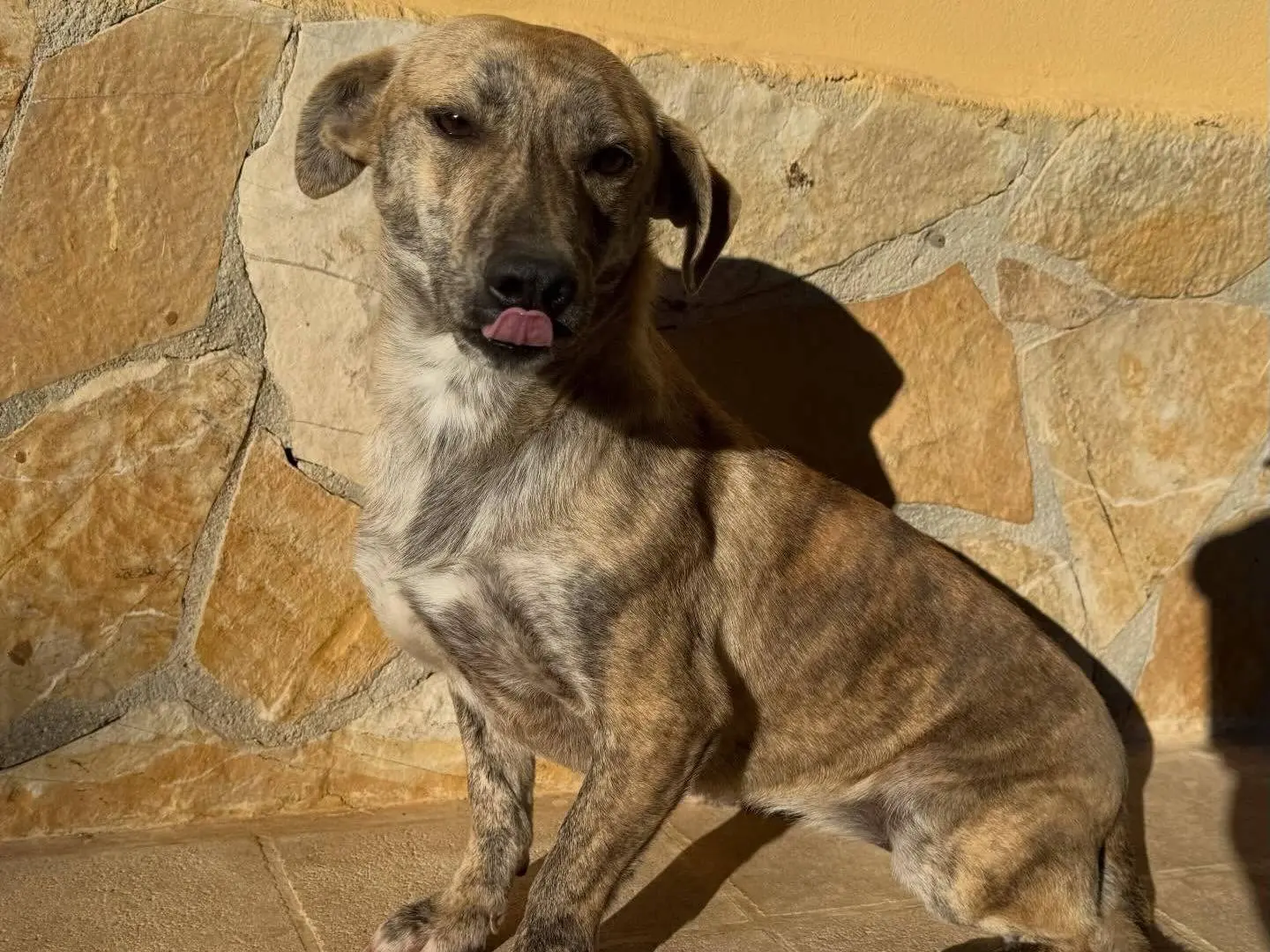 Adotta un cane, femmina, 2 anni e 5 mesi, Matera