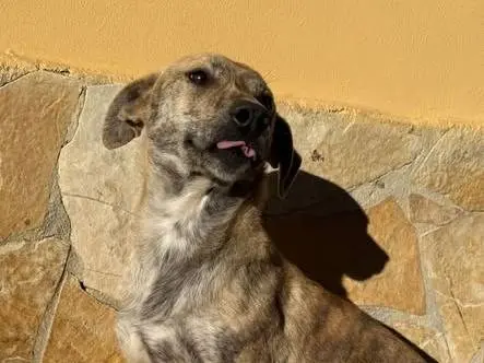 Adozione cane, femmina, Razza sconosciuta Razza sconosciuta, 2 anni e 5 mesi, taglia media contenuta, Matera