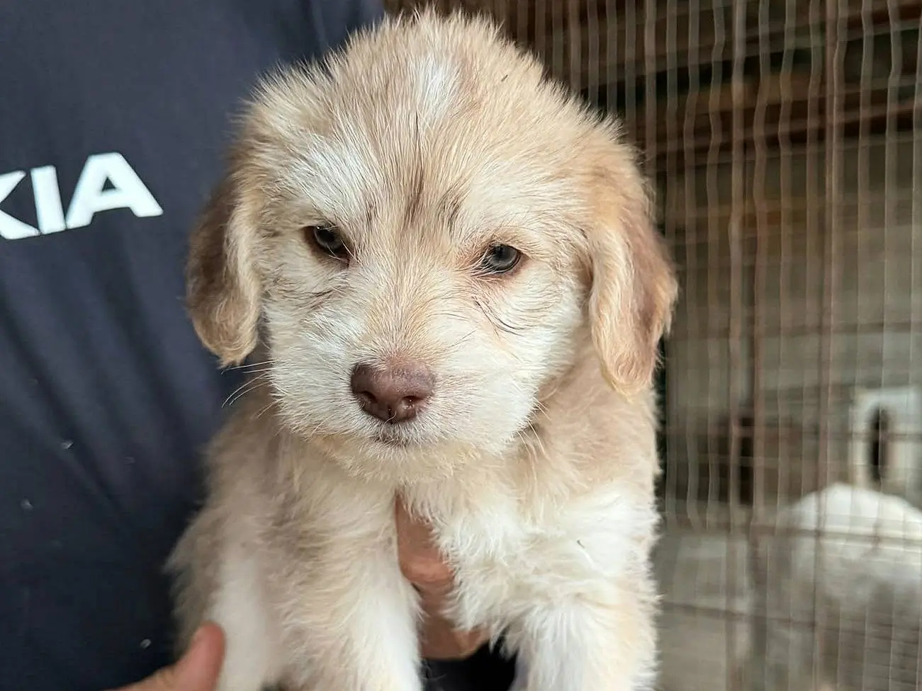 Adotta un cane, taglia media, femmina, Teramo