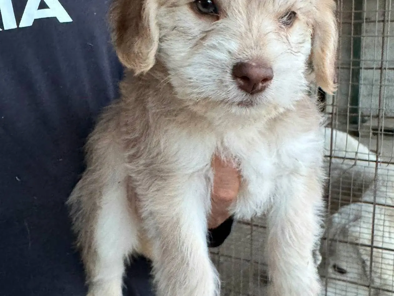 Vuoi adottare un cane a Teramo?