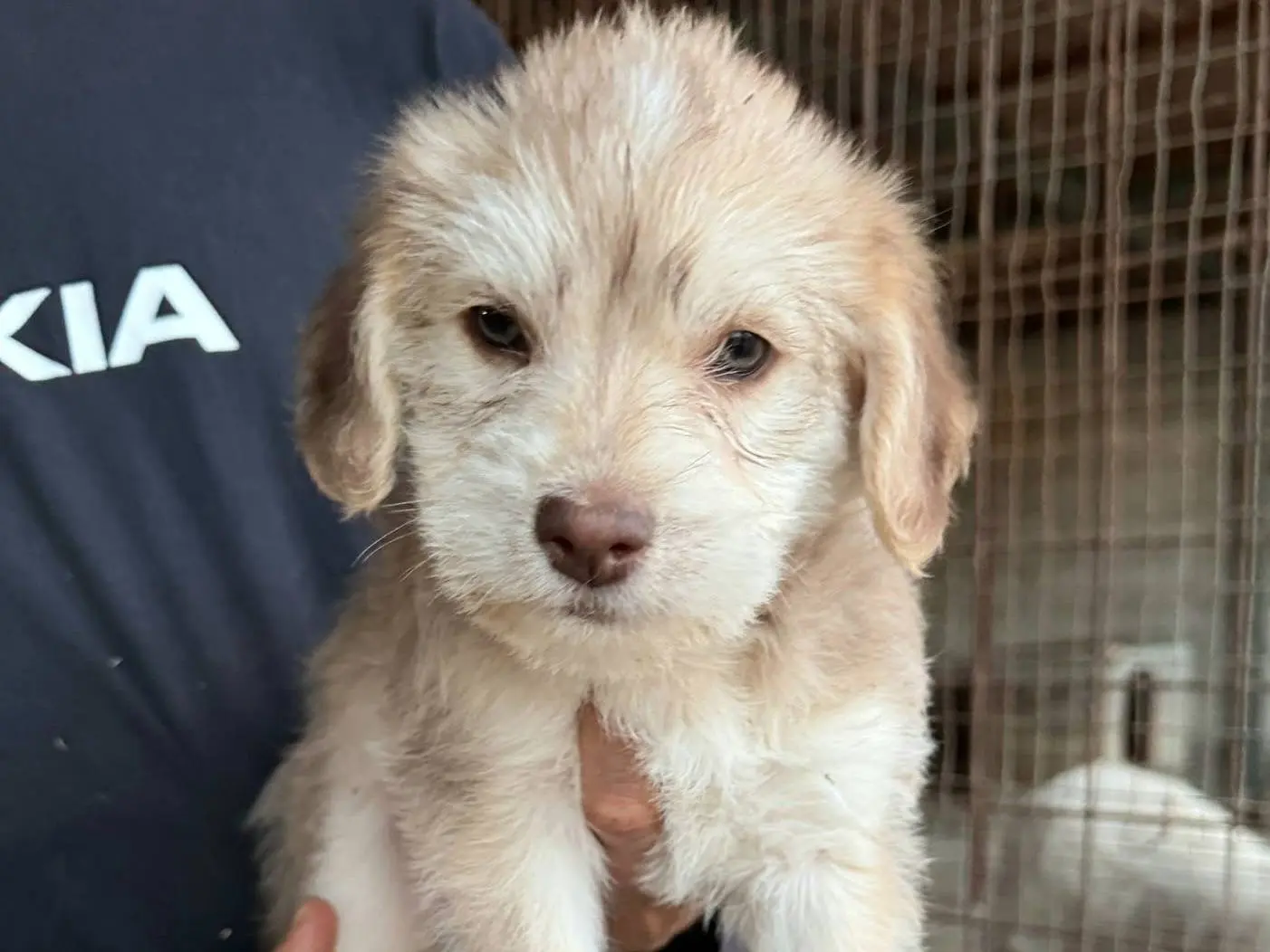 Adotta un cane, femmina, 2 mesi, Teramo