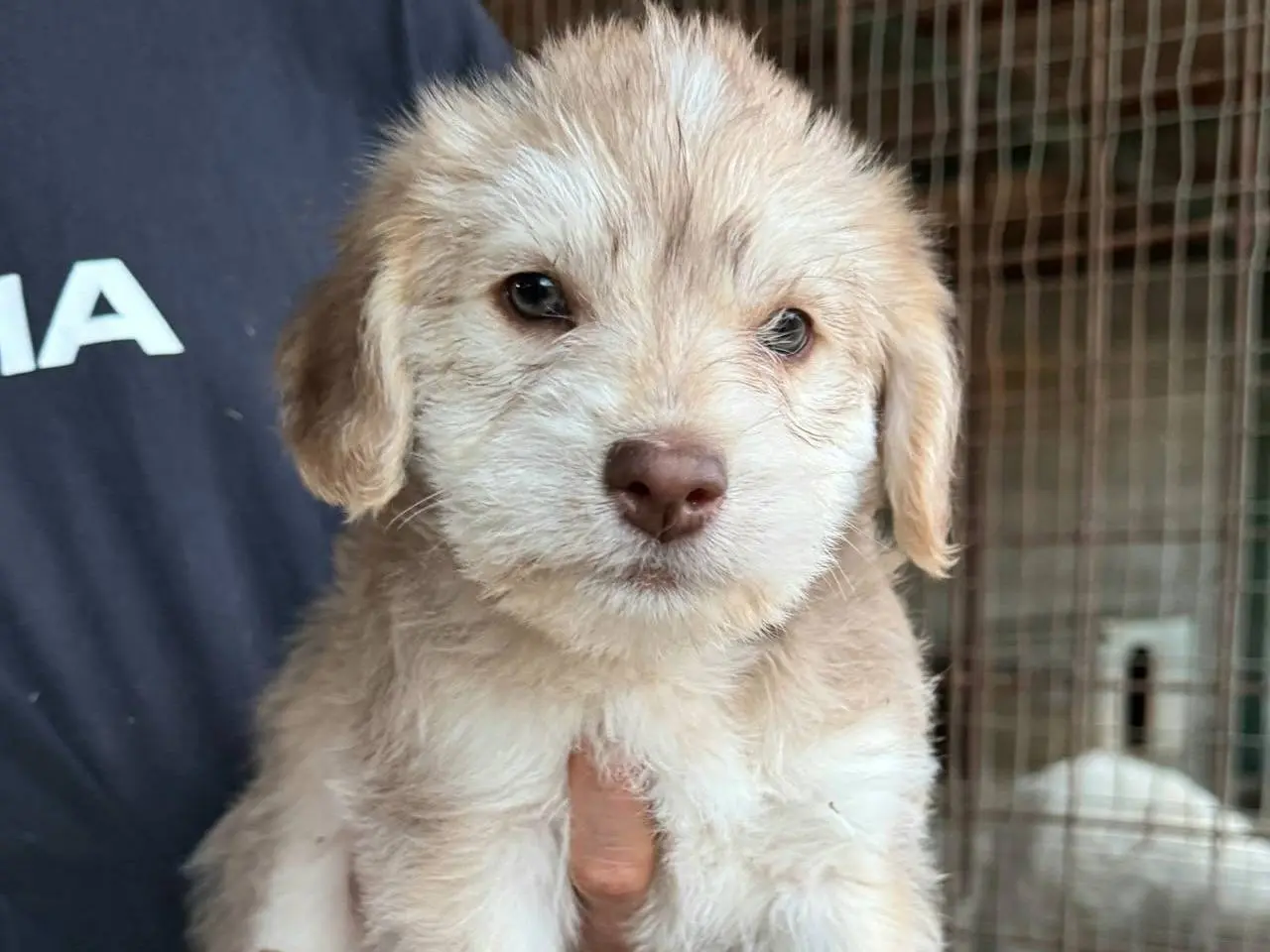 Adozione cane, femmina, Razza sconosciuta Razza sconosciuta, 2 mesi, taglia media, Teramo