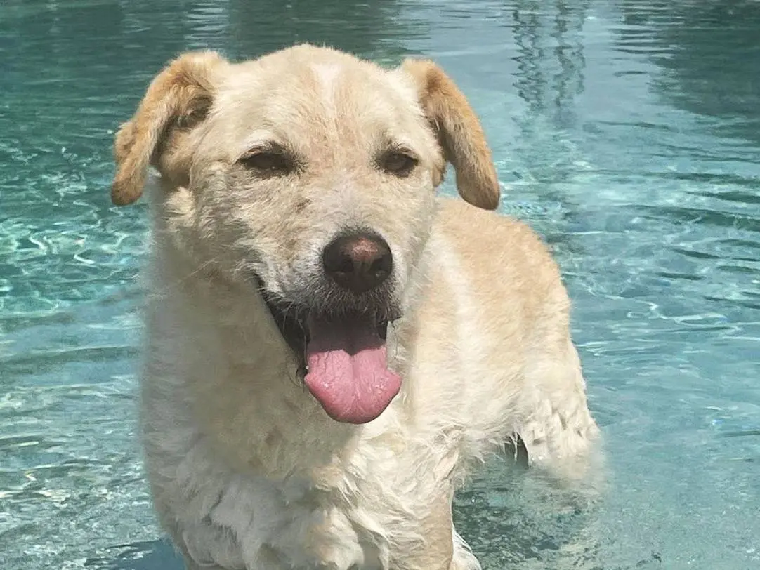 Vuoi adottare un cane a Pavia?