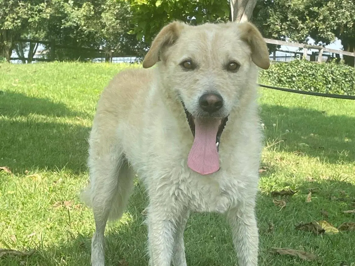 Adozione cane, maschio, Razza sconosciuta Razza sconosciuta, 6 anni e 9 mesi, taglia media, Pavia