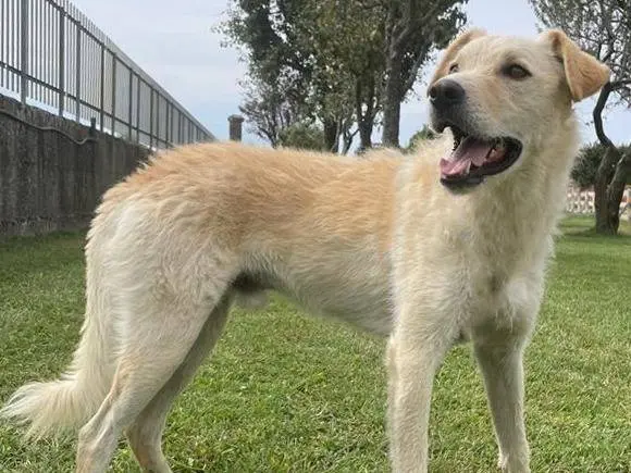 Adotta un cane, maschio, 6 anni e 9 mesi, Pavia