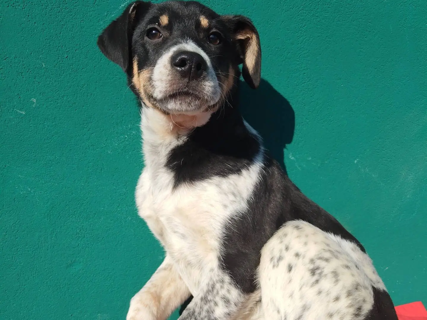Adotta un cane, femmina, 1 anno, Modena