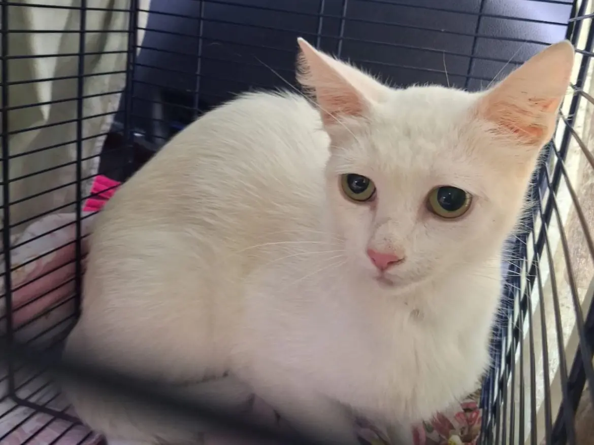 Adozione gatto, femmina, Razza sconosciuta Razza sconosciuta, 2 anni e 2 mesi, taglia non valida, Torino