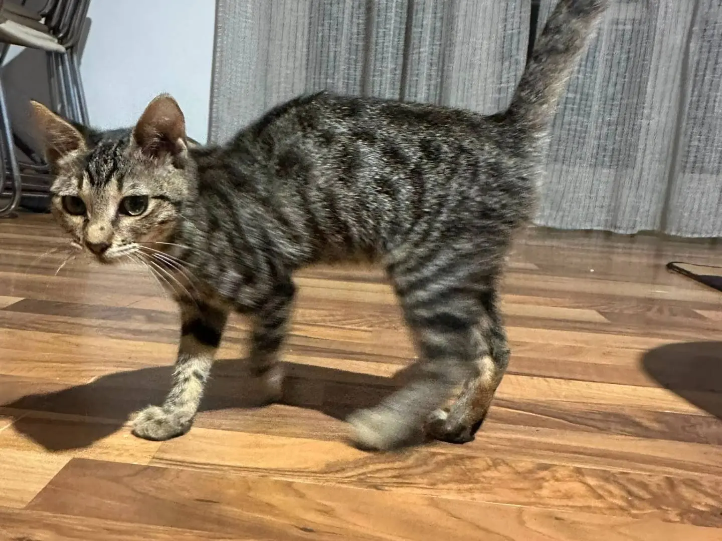 Adotta un gatto, femmina, 5 mesi, Napoli
