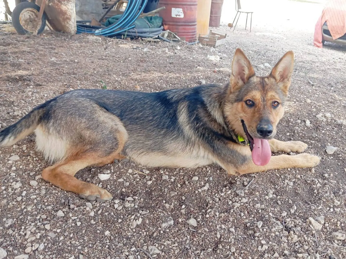 Adotta un cane, taglia media, femmina, Milano