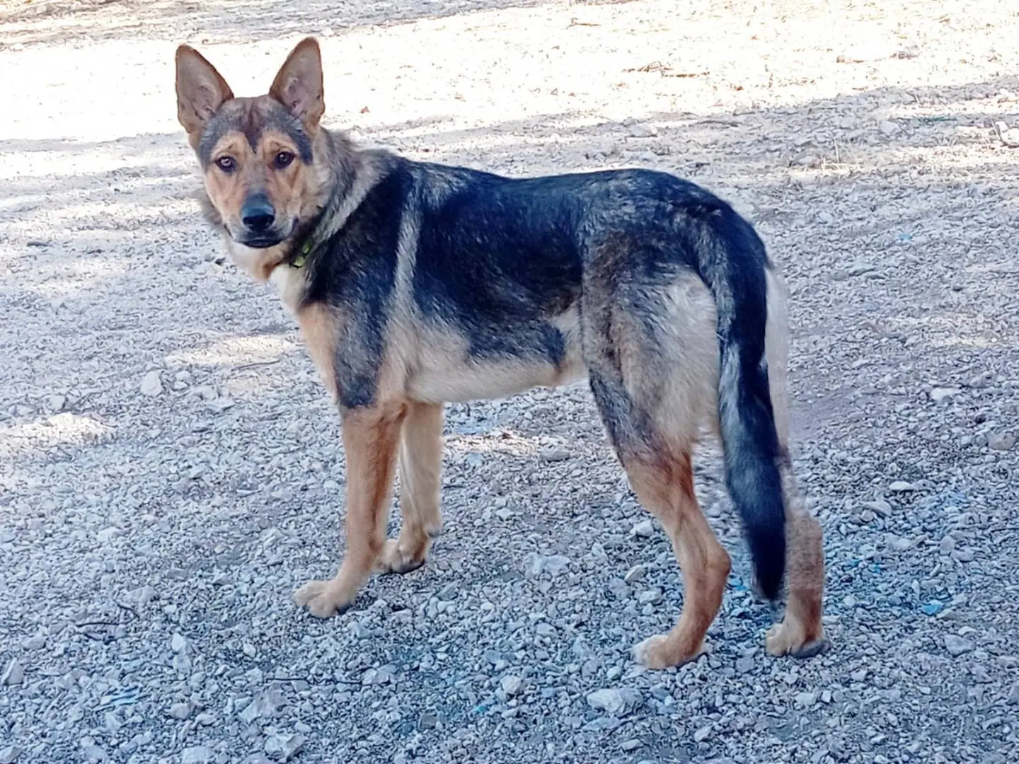 Adotta un cane, femmina, 2 anni e 4 mesi, Milano