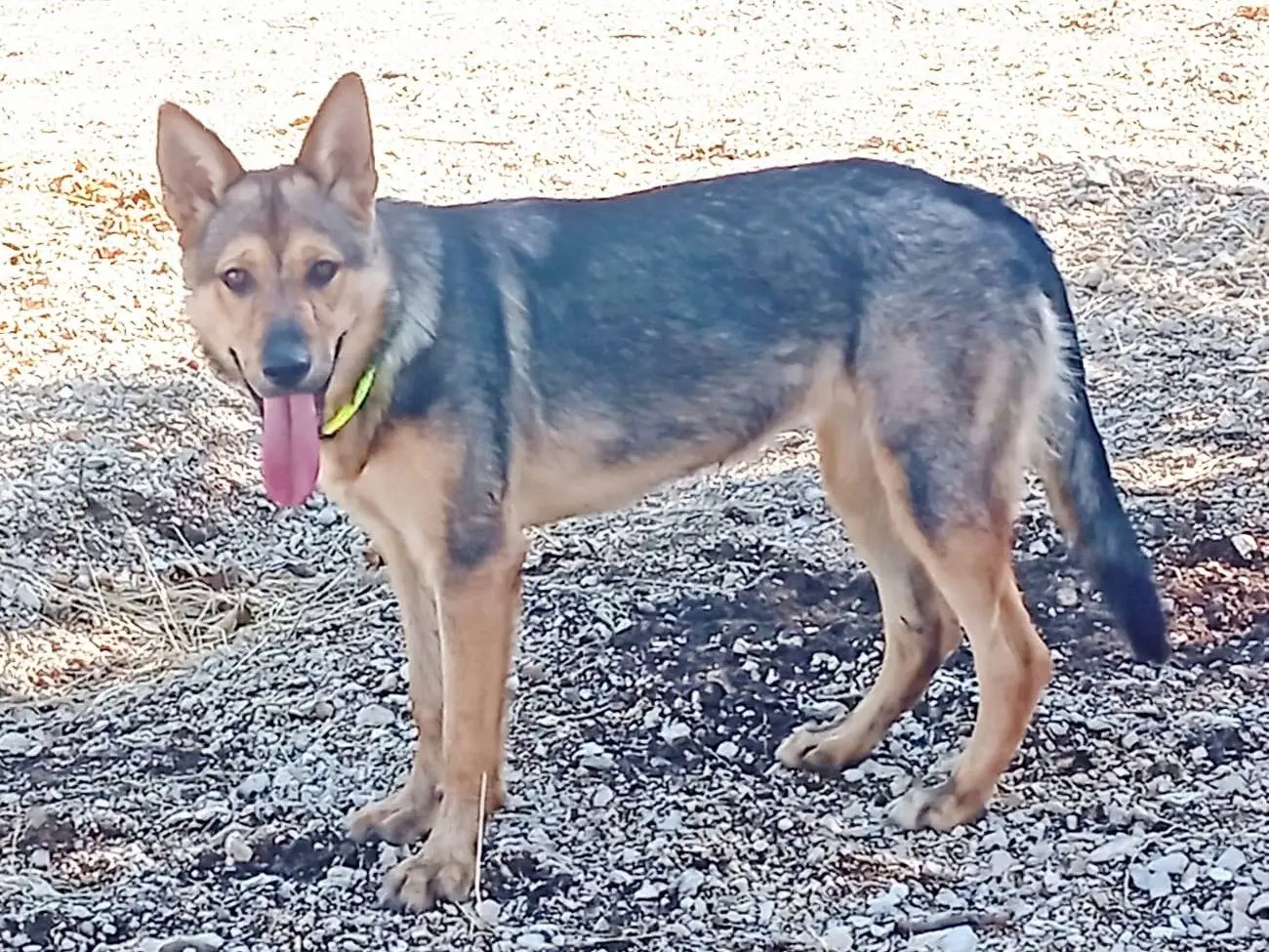 Vuoi adottare un cane a Milano?