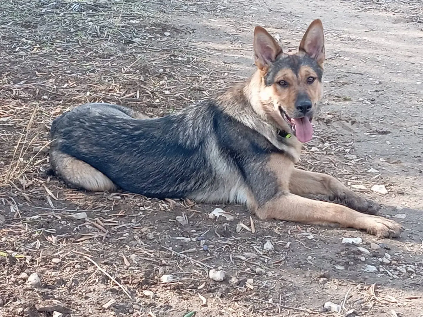 Adotta il cane Ninì a Milano