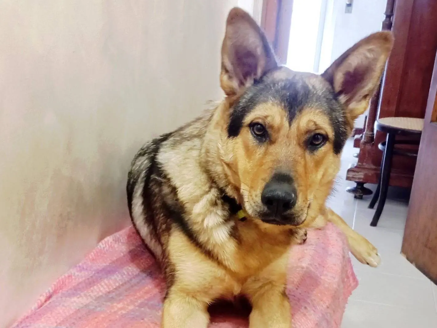 Adozione cane, femmina, Razza sconosciuta Razza sconosciuta, 2 anni e 4 mesi, taglia media, Milano