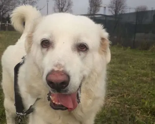 Adozione cane, femmina, Pastore maremmano, 4 anni e 9 mesi, taglia gigante, Monza