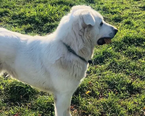 Adotta un cane, femmina, 4 anni e 9 mesi, Monza