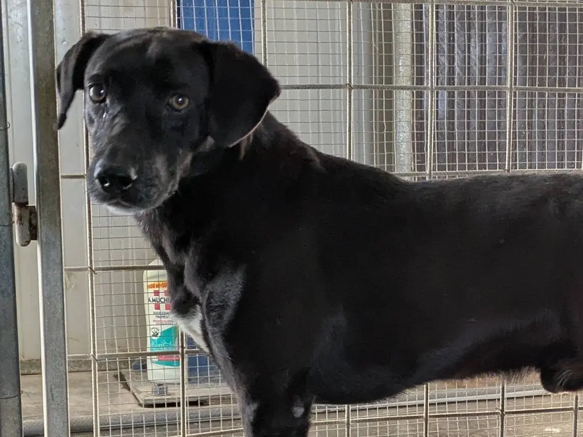 Adozione cane, maschio, Razza sconosciuta Razza sconosciuta, 8 anni e 2 mesi, taglia media contenuta, Brescia