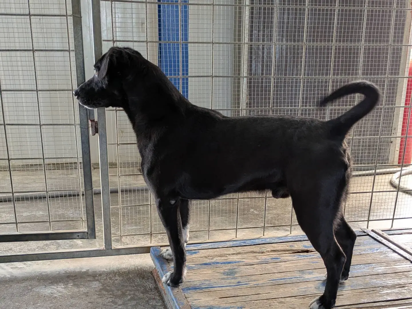 Adotta un cane, taglia media contenuta, maschio, Brescia