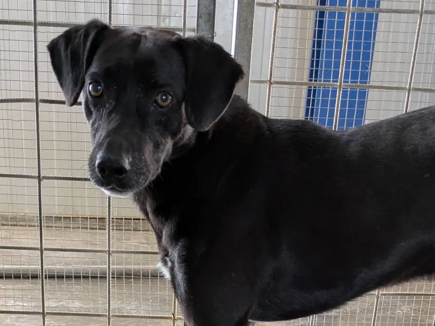 Vuoi adottare un cane a Brescia?