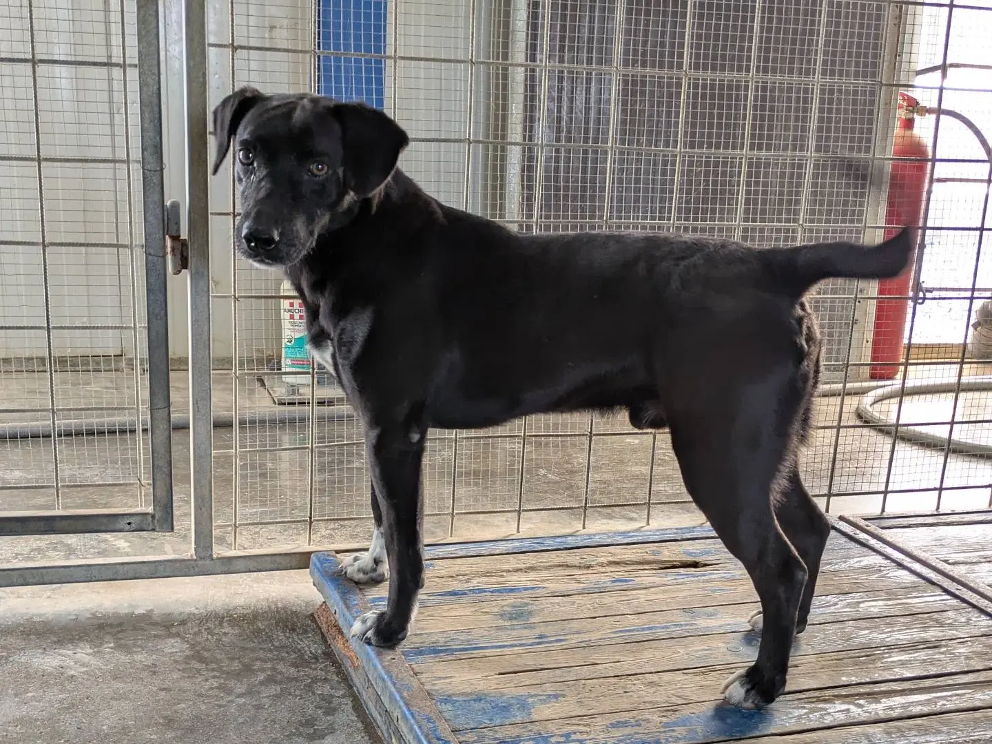 Adotta un cane, maschio, 8 anni e 2 mesi, Brescia