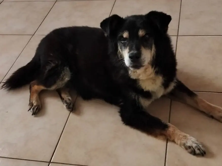 Adotta un cane, maschio, 15 anni e 2 mesi, Catanzaro