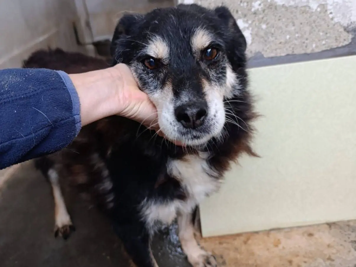 Adozione cane, maschio, Razza sconosciuta Razza sconosciuta, 15 anni e 2 mesi, taglia media contenuta, Catanzaro
