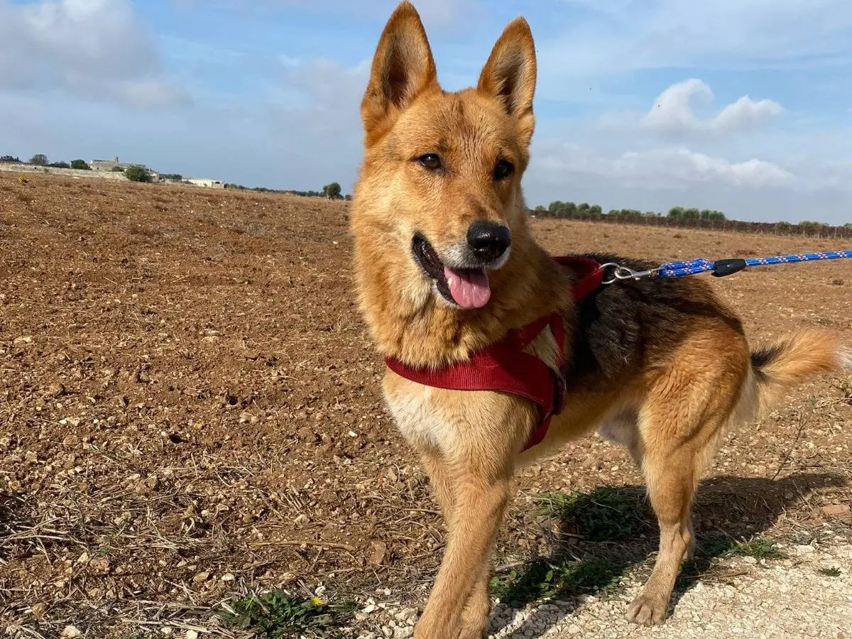 Vuoi adottare un cane a Taranto?