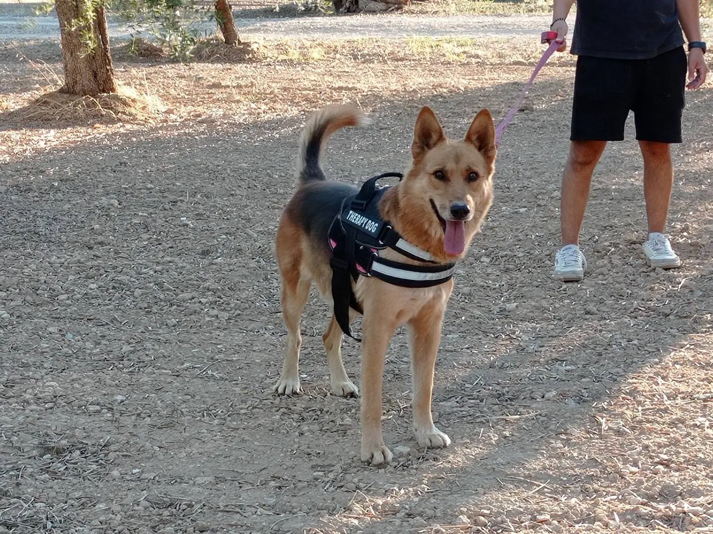 Adotta un cane, taglia media, maschio, Taranto