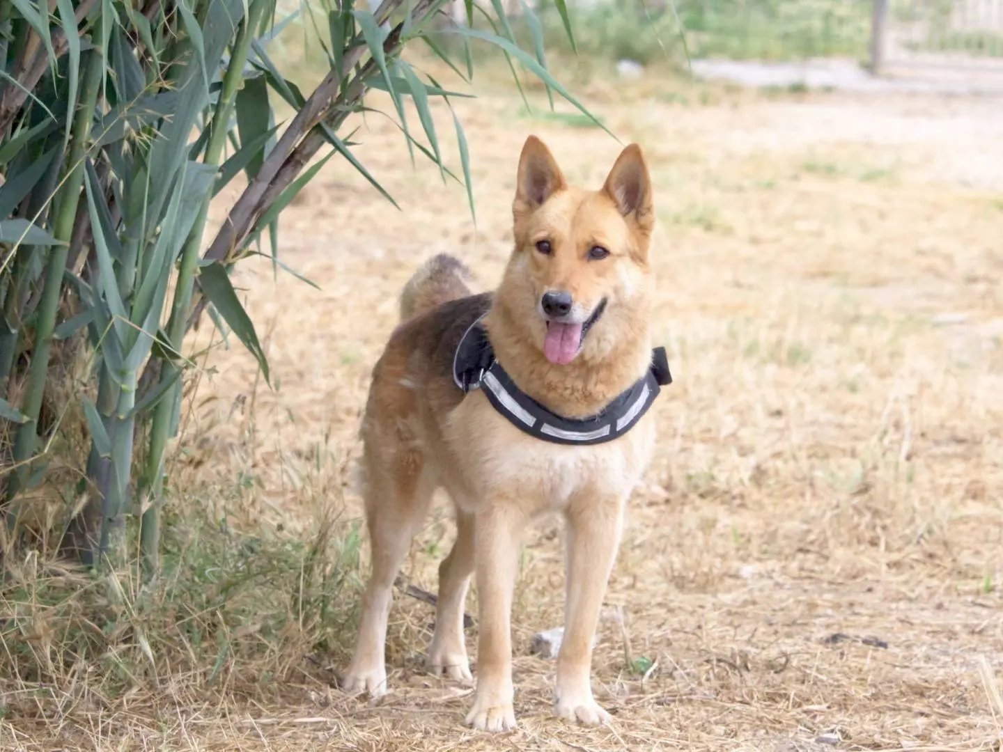 Adozione cane, maschio, Pastore tedesco, 8 anni e 6 mesi, taglia media, Taranto
