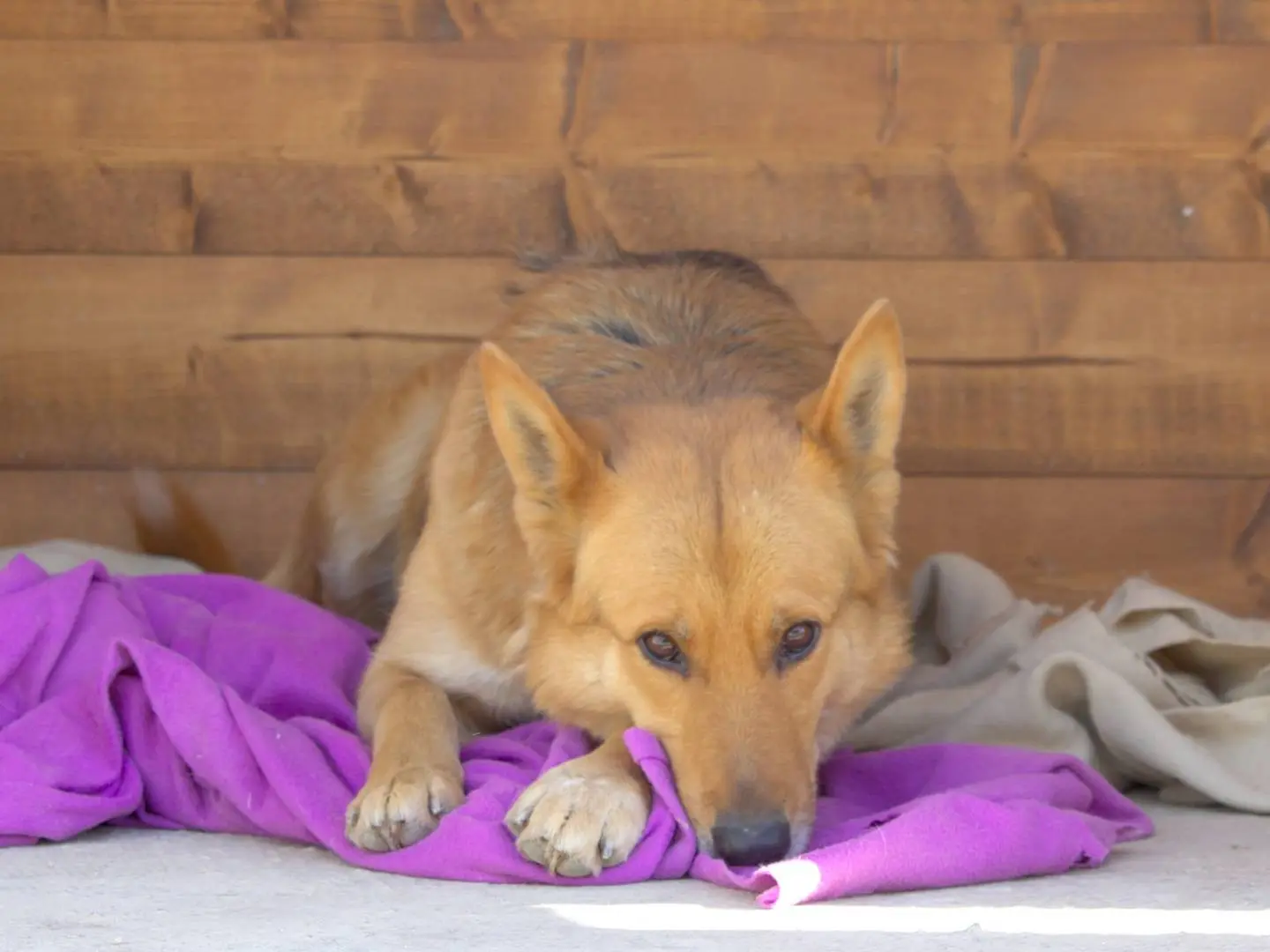 Adotta il cane BIRILLO a Taranto