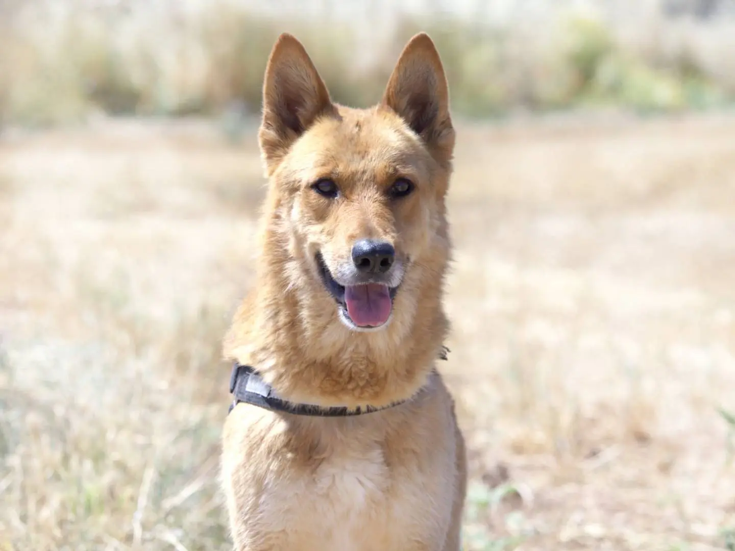 Adotta un cane, maschio, 8 anni e 6 mesi, Taranto