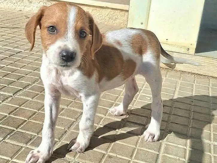 Vuoi adottare un cane a Palermo?