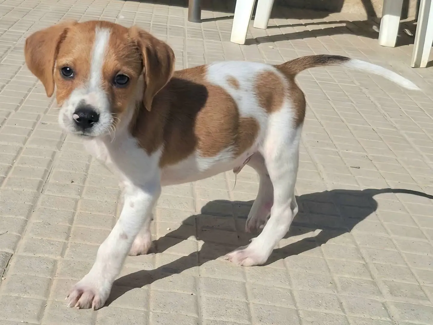 Adozione cane, maschio, Razza sconosciuta Razza sconosciuta, 2 mesi, taglia media contenuta, Palermo