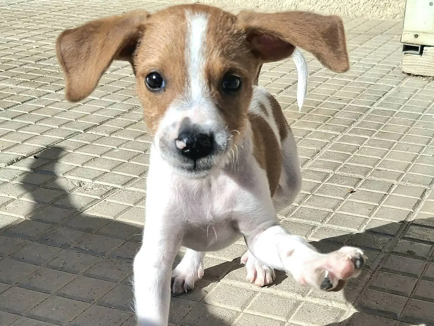 Adotta un cane, maschio, 2 mesi, Palermo