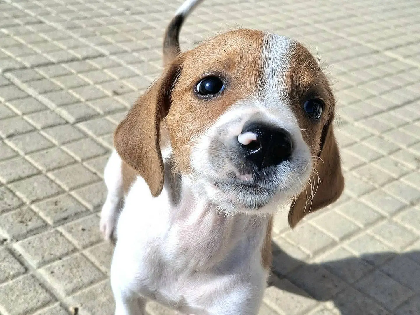 Adotta il cane Zack a Palermo