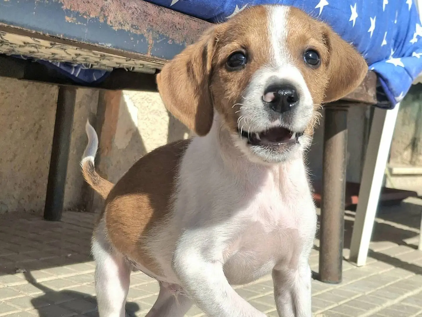 Adotta un cane, taglia media contenuta, maschio, Palermo