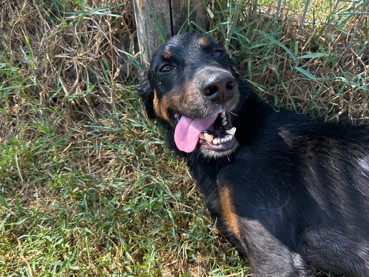 Adotta il cane Lucky a Latina