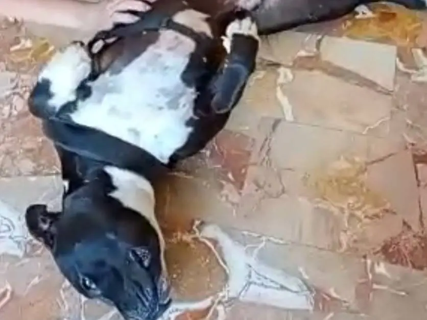 Vuoi adottare un cane a Mantova?