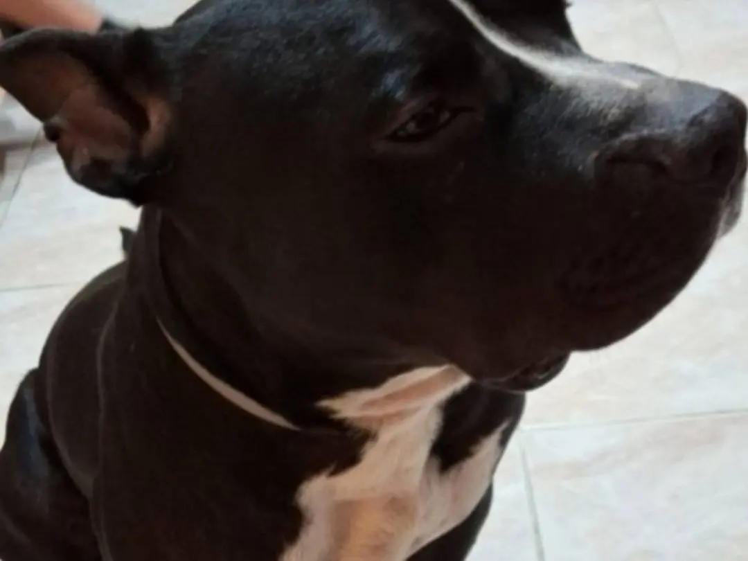 Adotta il cane Aron AMSTAFF SFORTUNATO SOS  a Mantova