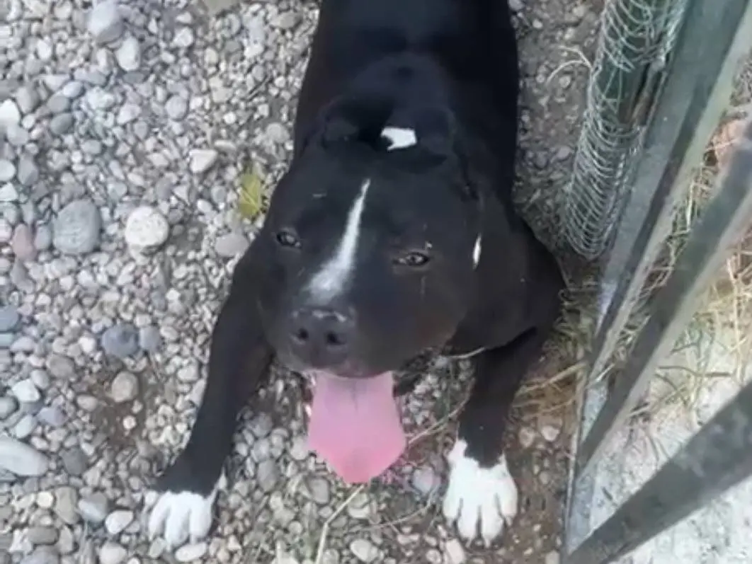Adozione cane, maschio, American Staffordshire Terrier Razza sconosciuta, 3 anni e 4 mesi, taglia grande, Mantova