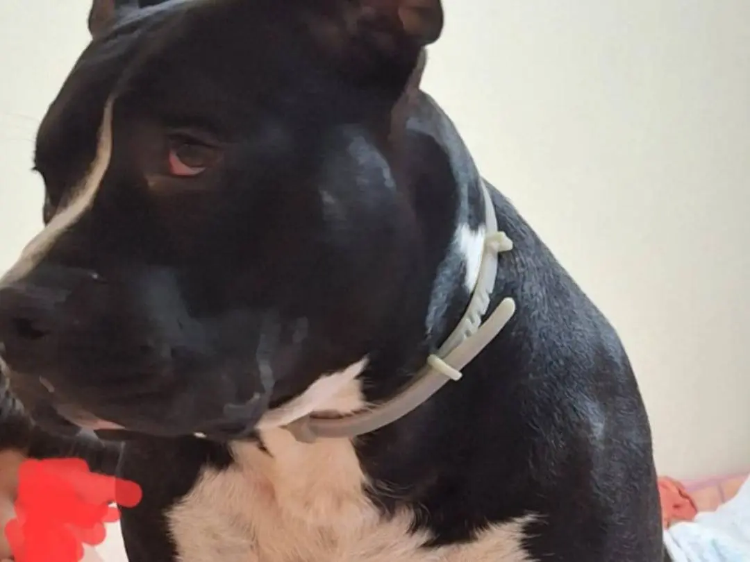 Adotta un cane, taglia grande, maschio, Mantova
